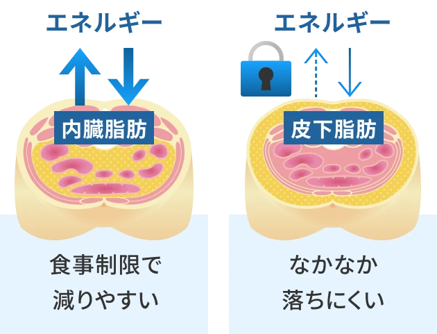内臓脂肪 食事制限で減りやすい 皮下脂肪 なかなか落ちにくい